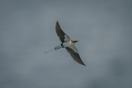 Wire-tailed swallow flies with wings spread wideの写真素材