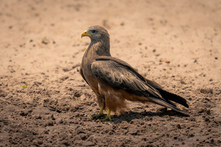 Yellow-billed kite stands on beach in sunshineの写真素材
