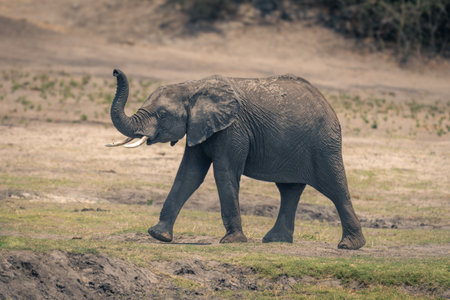 Young African bush elephant walks raising footの写真素材