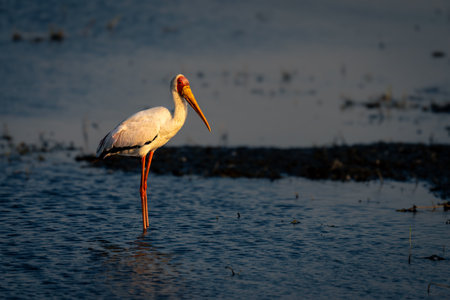 Yellow-billed stork stands watching camera in shallows