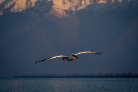 Dalmatian pelican glides in sunshine near mountainsの写真素材