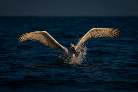 Dalmatian pelican makes water landing in lakeの写真素材