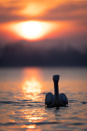 Dalmatian pelican silhouetted on lake at sunriseの写真素材