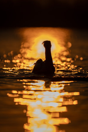 Dalmatian pelican silhouetted by sun on wavesの写真素材