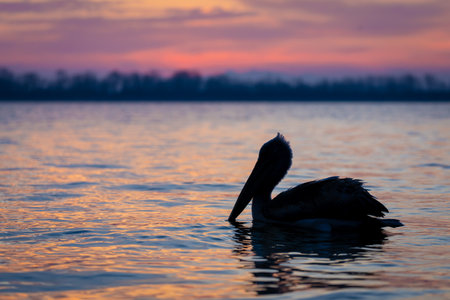 Dalmatian pelican swims on lake at dawnの写真素材