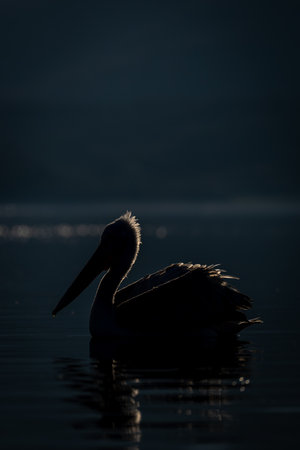 Dalmatian pelican swimming backlit on calm waterの写真素材