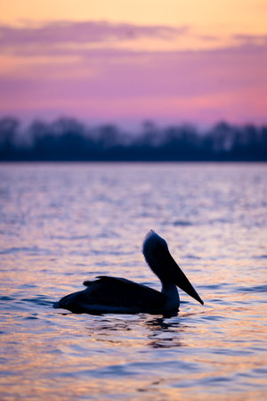 Dalmatian pelican swims on water at dawnの写真素材