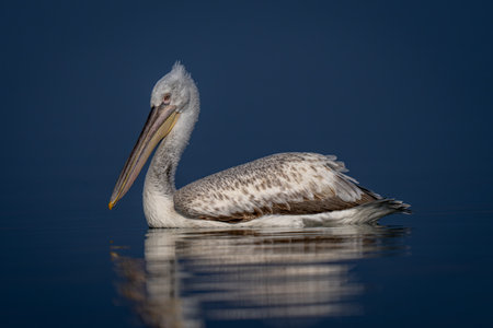 Dalmatian pelican swims in sunshine with reflectionの写真素材