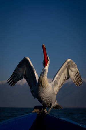 Dalmatian pelican stretches wings on wooden boatの写真素材