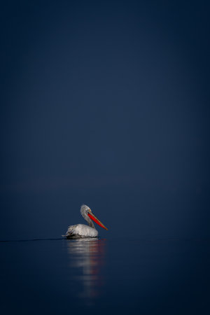 Dalmatian pelican swims across lake leaving wakeの写真素材