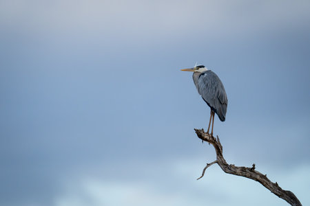 Grey heron on dead branch beneath stormcloudsの写真素材