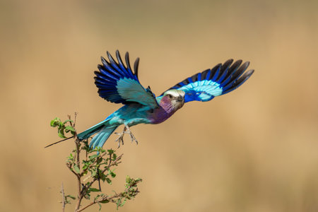 Lilac-breasted roller taking off from narrow branchの写真素材