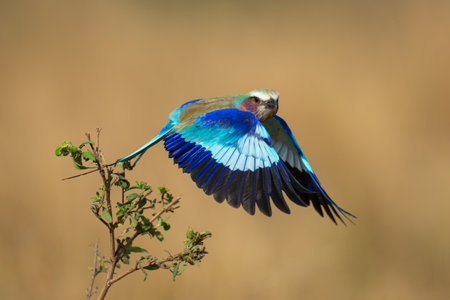 Lilac-breasted roller takes off with wings downの写真素材