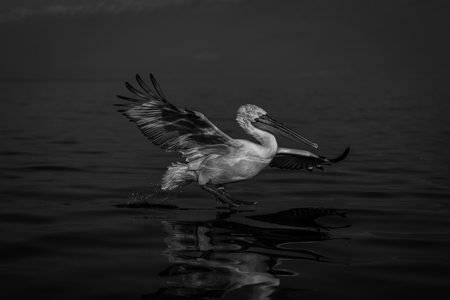 Mono pelican lands on lake with reflectionの写真素材