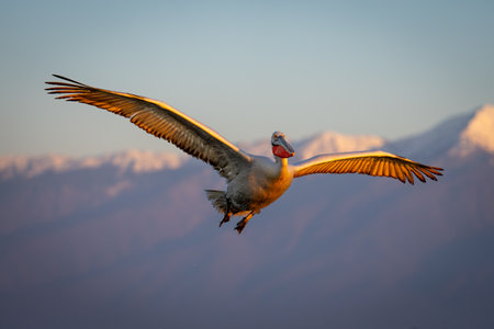 Pelican flies under blue sky by mountainsの写真素材