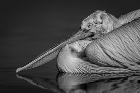 Mono close-up of pelican reflected in waterの写真素材