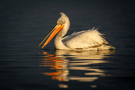 Pelican floats on still lake opening beakの写真素材