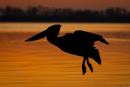 Pelican flying silhouetted over lake at sunriseの写真素材