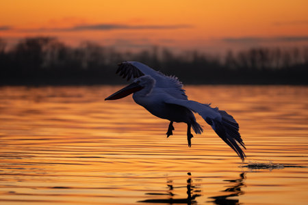 Pelican flying over calm water at dawnの写真素材