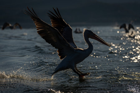 Pelican landing backlit on lake lifting wingsの写真素材