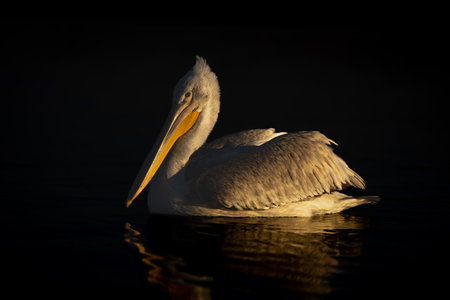 Pelican on lake at sundown watching cameraの写真素材