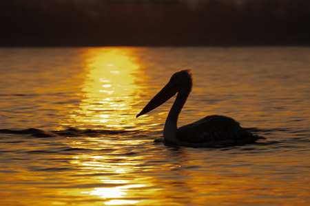 Pelican swims across water silhouetted at dawnの写真素材