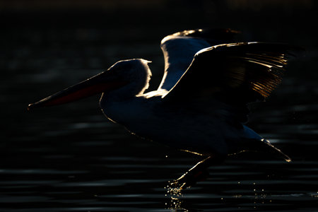 Pelican takes off from lake with backlightingの写真素材