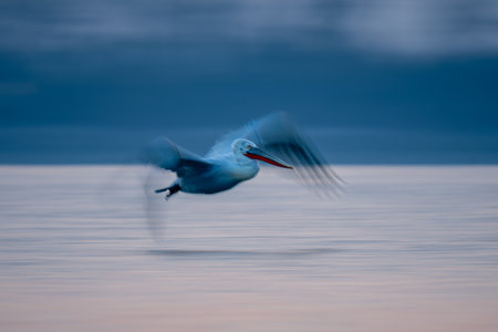 Slow pan of pelican flying along shoreの写真素材