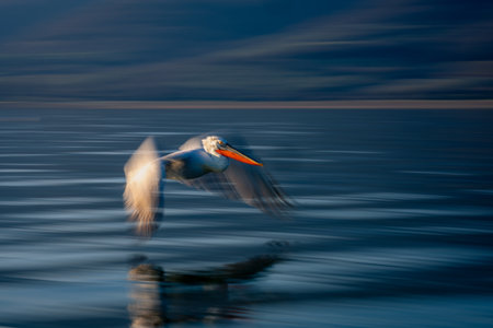 Slow pan of pelican gliding along lakefrontの写真素材