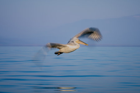 Slow pan of pelican flying over waterの写真素材