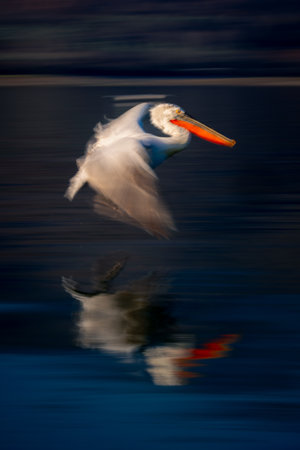 Slow pan of pelican flying along lakeshoreの写真素材