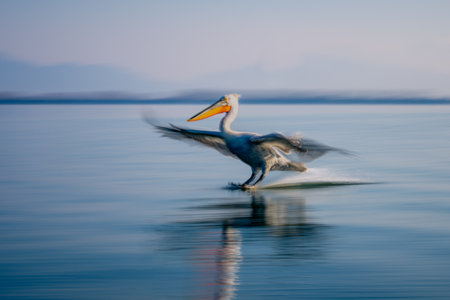 Slow pan of pelican landing on lakeの写真素材
