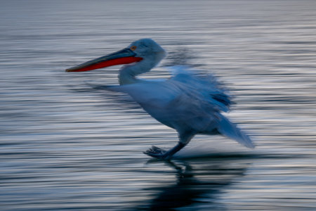 Slow pan of pelican landing in lagoonの写真素材