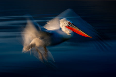 Slow pan of pelican flying above wavesの写真素材
