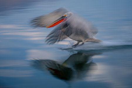 Slow pan of pelican landing flapping wingsの写真素材