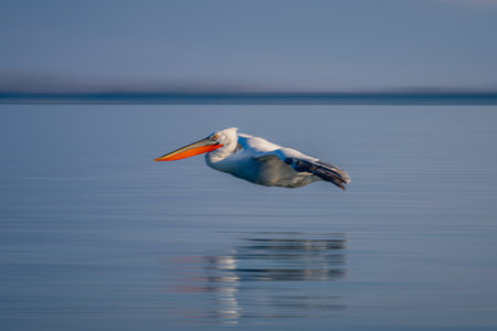 Slow pan of pelican gliding across lakeの写真素材