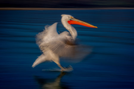 Slow pan of pelican landing near shorelineの写真素材