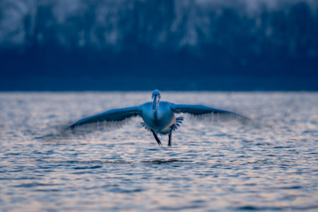 Slow pan of pelican flying towards cameraの写真素材