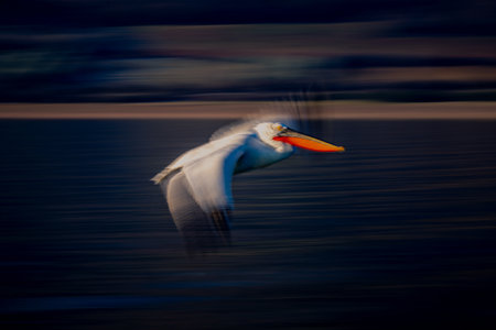 Slow pan of pelican gliding down beachの写真素材