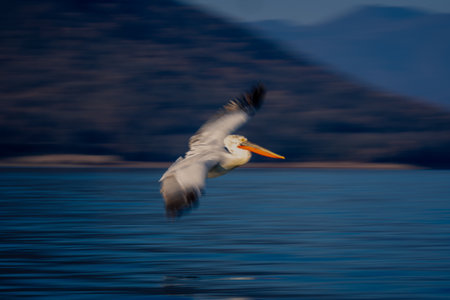 Slow pan of pelican gliding around lakeの写真素材