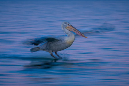 Slow pan of pelican landing spreading wingsの写真素材