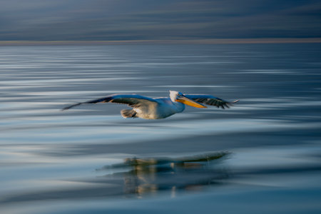 Slow pan of pelican gliding along lakeshoreの写真素材