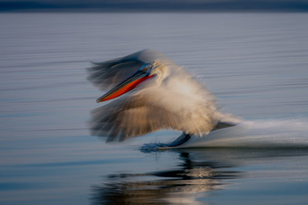 Slow pan of pelican landing in waterの写真素材