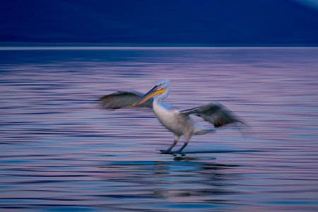 Slow pan of pelican making water landingの写真素材