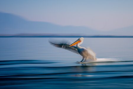 Slow pan of pelican landing on wavesの写真素材
