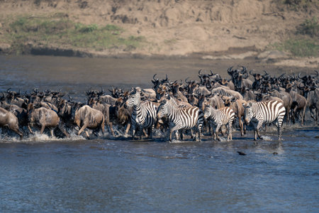 Blue wildebeest and plains zebra crossing river