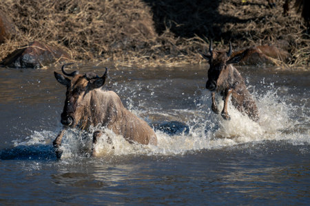 Blue wildebeest and calf gallop across riverの写真素材