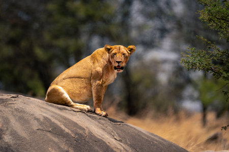 Blood-stained lioness sits on rock watching cameraの写真素材