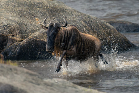 Blue wildebeest escapes Nile crocodile in riverの写真素材