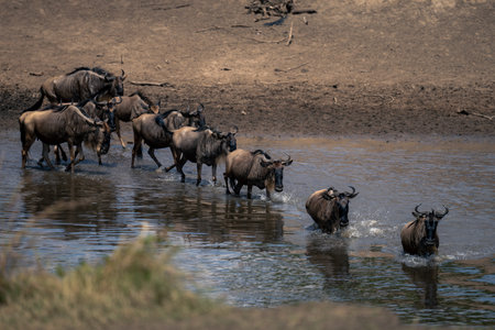 Blue wildebeest cross river in single fileの写真素材